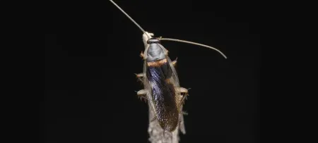 Brown Banded Cockroach