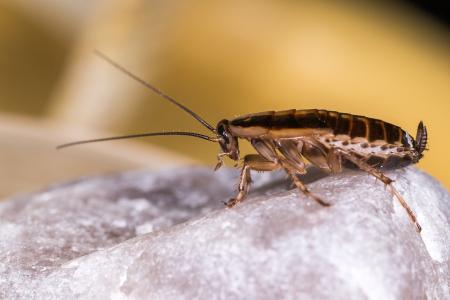 German Cockroach