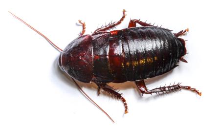 Oriental Cockroach