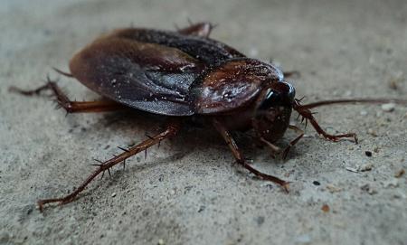 Smoky Brown Cockroach
