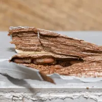 White wooden beam with termite damage