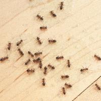 ants in a richmond, va home kitchen