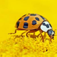 Ladybug on Yellow Flower