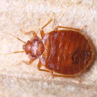 Bed Bug