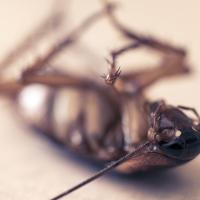 Dead cockroach