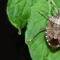 brown marmorated stink bug in virginia 