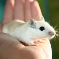 humane way to get rid of mice