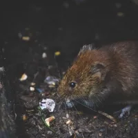 rodent looking to infest home for winter