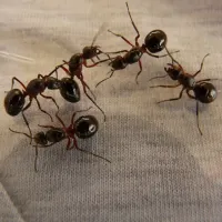 ant infestation in home