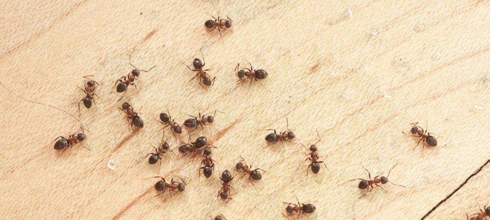 ants in a richmond, va home kitchen