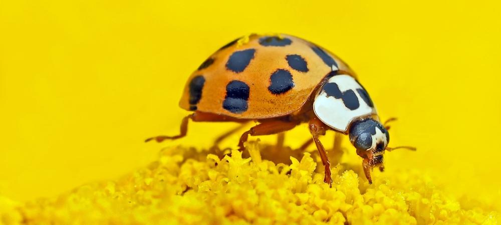 Ladybug on Yellow Flower