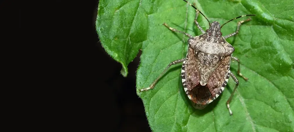 brown marmorated stink bug in virginia