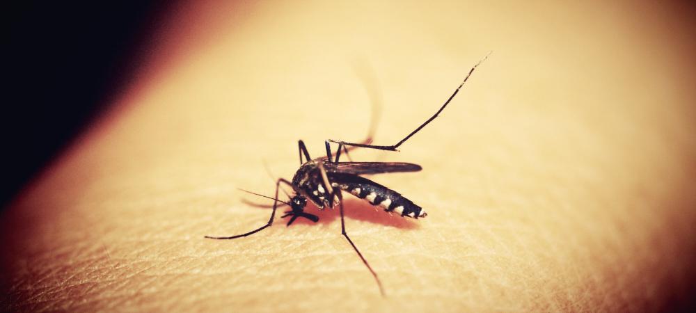 mosquito on the arm of a person in richmond 