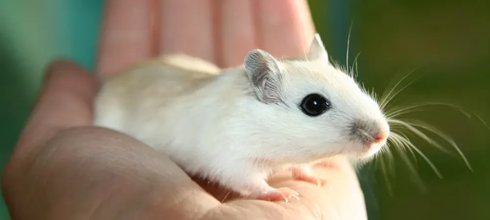 How To Catch A Mouse  Do-It-Yourself Pest Control