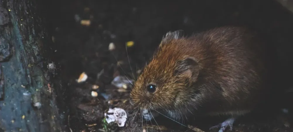 rodent looking to infest home for winter