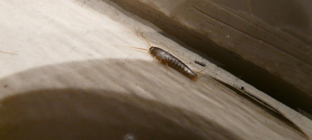 Silverfish Running along Baseboard