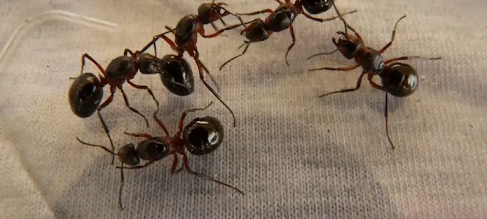 ant infestation in home