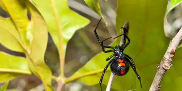 a black widow spider on a leaf