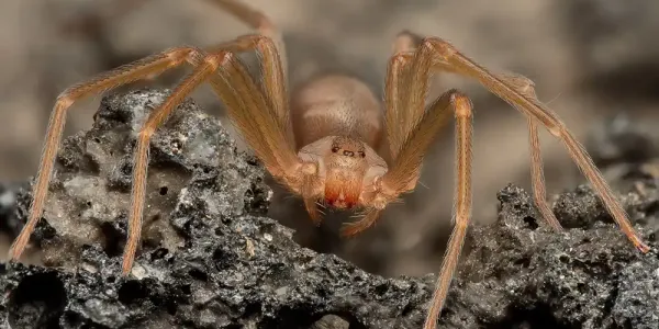 a brown recluse spider in dirt