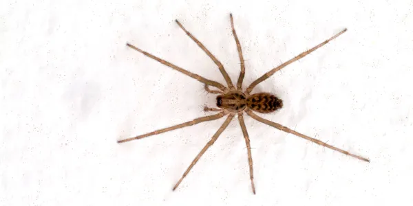 an image of a house spider
