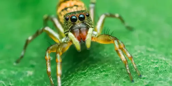 a close up of a jumping spider