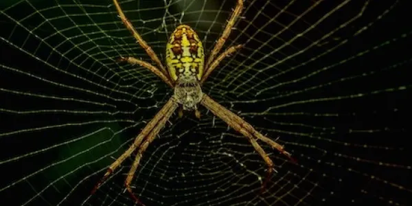 an orb weaver spider on a web