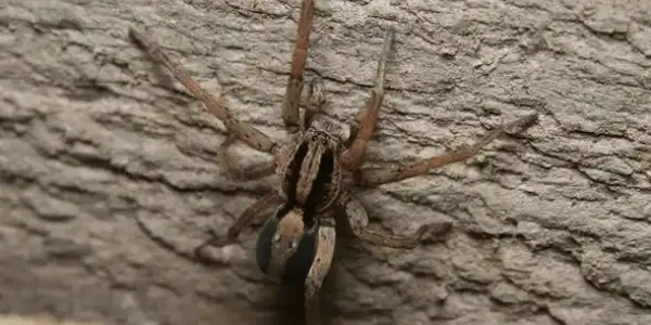 a close up image of a wolf spider
