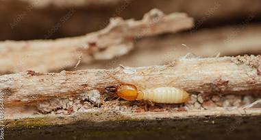 Termite Treatment