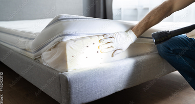 Bed Bug Treatment