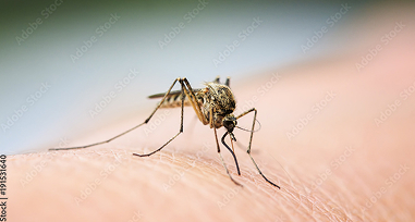 Mosquito Control
