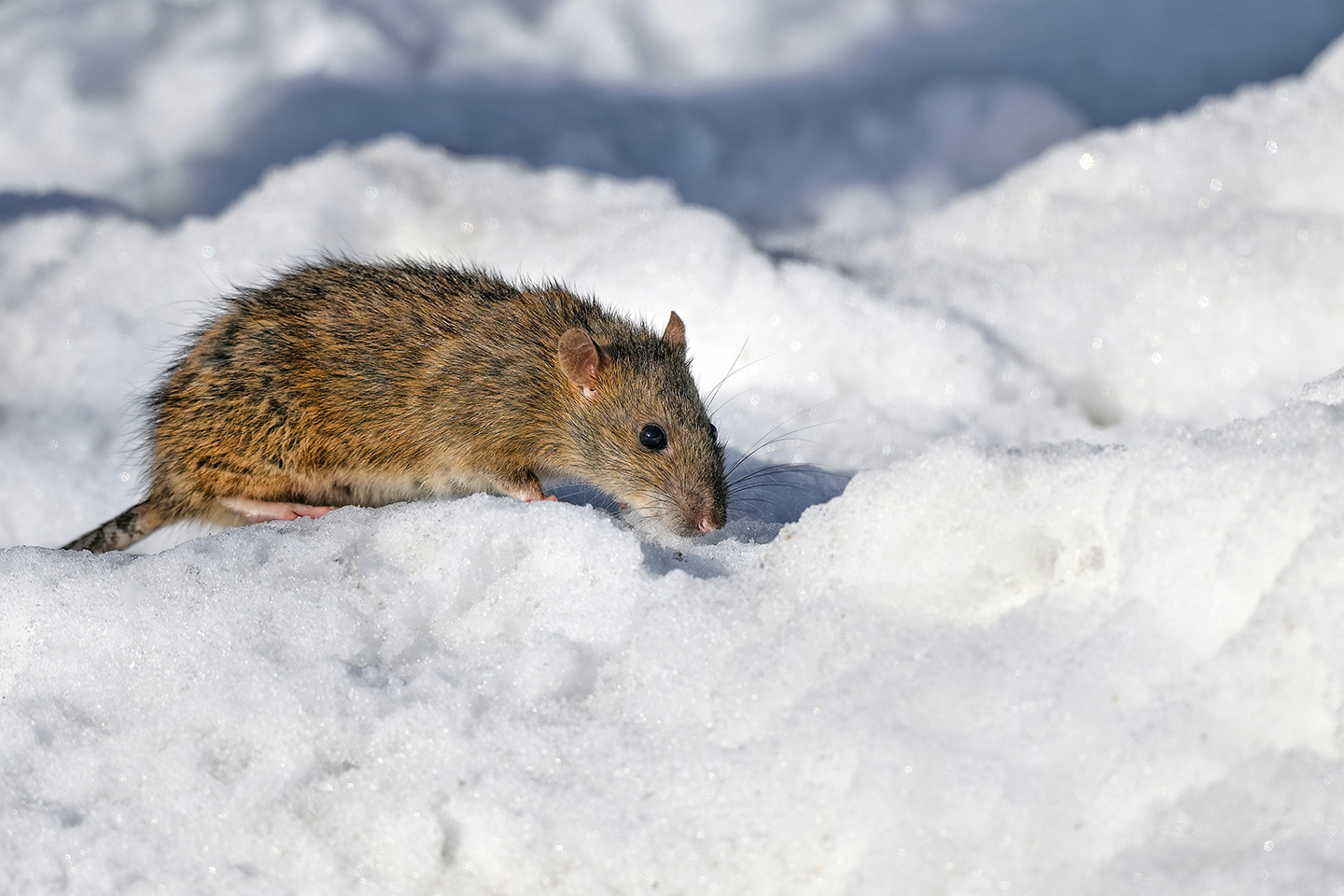 mouse in winter