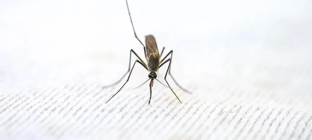 mosquito biting