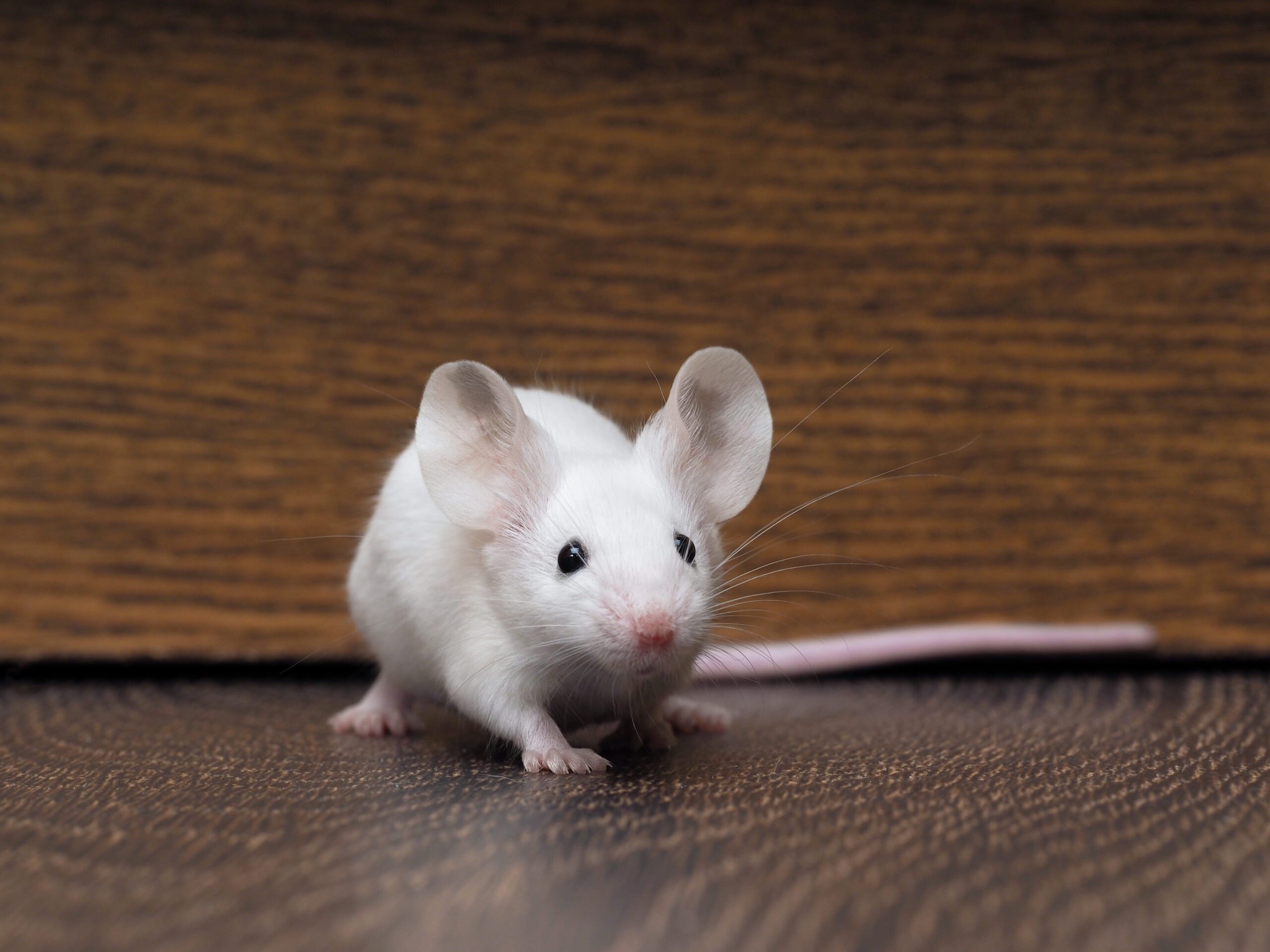 White mouse