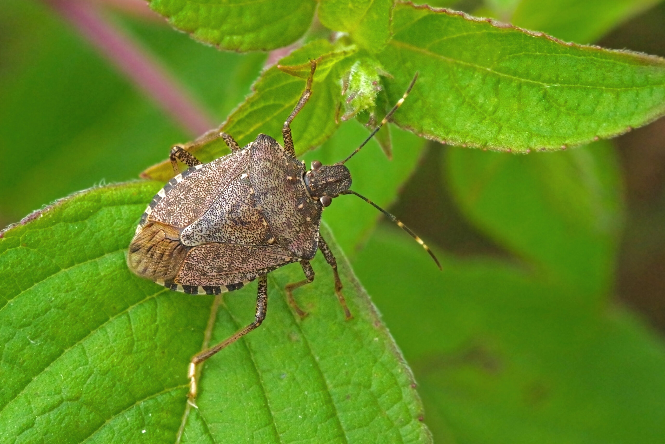 How to Get Rid of Stink Bugs in Virginia