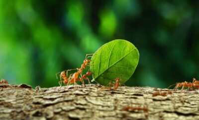 Ants Carrying Leave