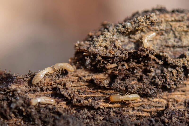 Termites on wood