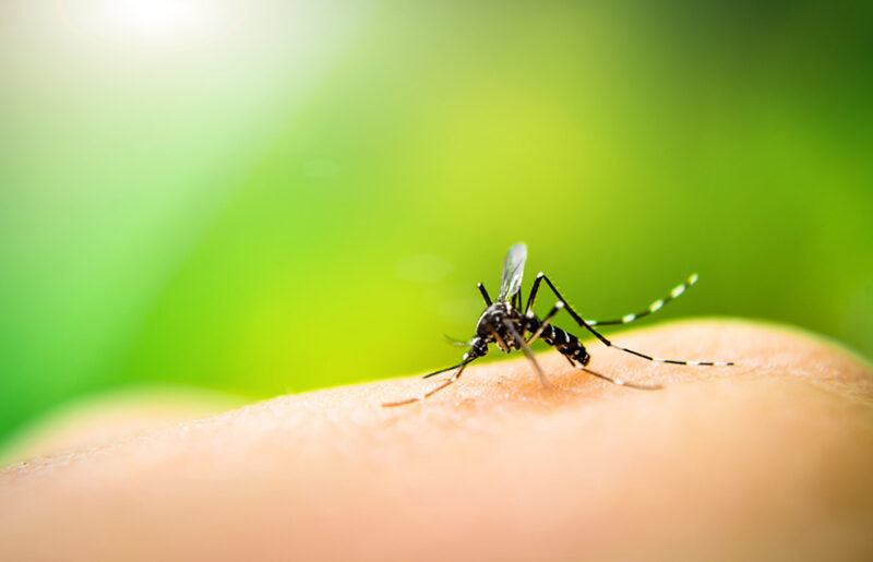 mosquito landing on skin