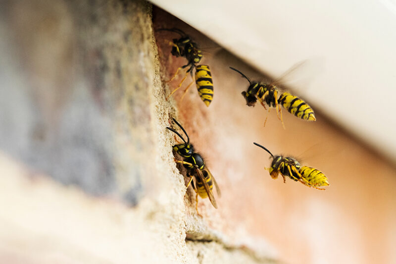 stinging insects
